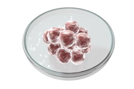 Human embryo in Petri dish, early stage, artificial fertilization concept, 3D illustration