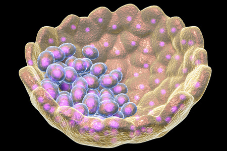Cross-section of human blastocyst showing inner mass and trophoblast layers, 3D illustrationの写真素材