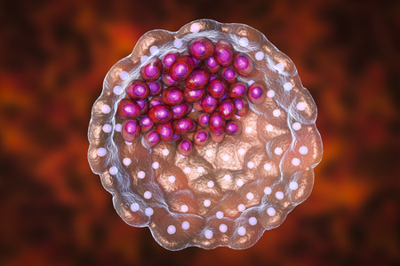 Cross-section of human blastocyst showing inner mass and trophoblast layers, 3D illustrationの写真素材