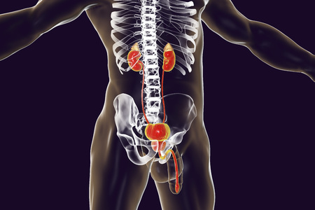 Male urinary system, 3D illustration showing urethra, prostate gland, bladder, urethers and kidneys