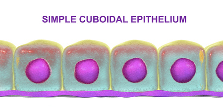 Simple cuboidal epithelium, 3D illustration. Histology background. Cuboidal epithelium is found in exocrine glands, pancreas, kidney tubulesの写真素材