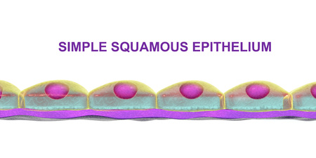 Simple squamous epithelium, 3D illustration. Histology background. It is found in alveoli, forms lining of blood vessels, heart cavitiesの写真素材
