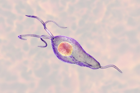 Trichomonas vaginalis protozoan, 3D illustration. A parasite causing trichomoniasis, sexually transmitted infection in men and womenの写真素材