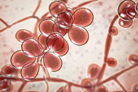 3D illustration of fungi Candida, the causative agent of candidiasis, thrush, systemic invasive infections. Pathogenic fungus or yeastの写真素材