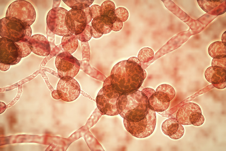 Candida auris fungi, emerging multidrug resistant fungus, 3D illustration