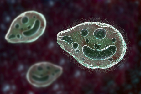Balantidium coli protozoan, 3D illustration. Ciliated intestinal parasite that causes balantidiasisの写真素材