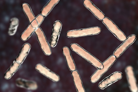 Bacteria Bifidobacterium, gram-positive anaerobic rod-shaped bacteria which are part of normal flora...