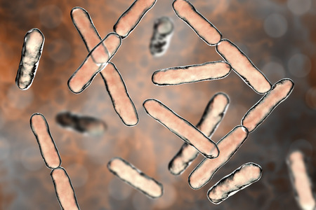 Bacteria Bifidobacterium, gram-positive anaerobic rod-shaped bacteria which are part of normal flora of human intestine are used as probiotics and in yoghurt production. 3D illustrationの写真素材