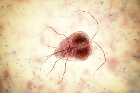 Giardia intestinalis protozoan, formely known as G. lamblia or Lamblia intestinalis, a flagellated...