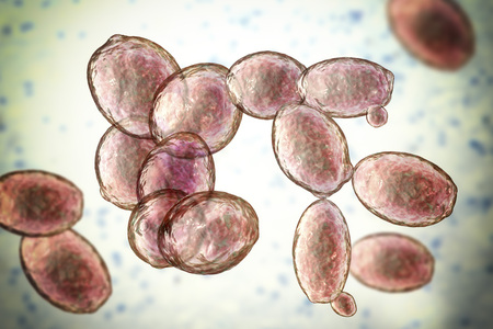 Saccharomyces cerevisiae yeast, 3D illustration. Microscopic fungi, bakers or brewers yeast, are...