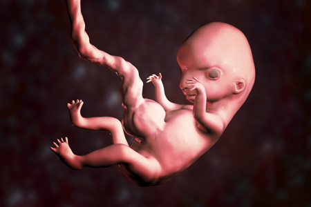 8-weeks human embryo, scientifically accurate 3D illustration