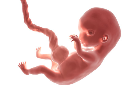 8-weeks human embryo isolated on white background with clipping path, scientifically accurate 3D illustrationの写真素材