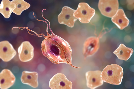 Trichomonas tenax in buccal smear, a protozoan found in the oral cavity and associated with periodontal diseases, 3D illustration showing Trichomonas surrounded by epithelial cellsの写真素材