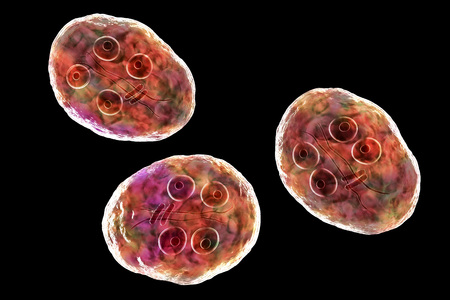 Cyst of Giardia intestinalis protozoan, formely known as G. lamblia or Lamblia intestinalis, a...