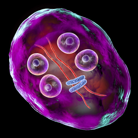 Cyst of Giardia intestinalis protozoan, formely known as G. lamblia or Lamblia intestinalis, a...