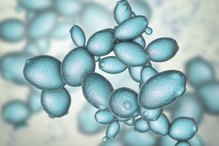 Foto del Saccharomyces cerevisiae - ID:112725174 - Imagen libre de ...