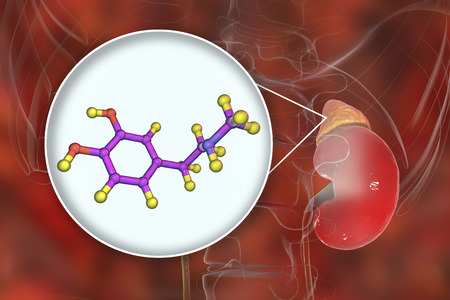 Epinephrine hormone produced by adrenal gland, 3D illustration. It has effect on blood pressure,...