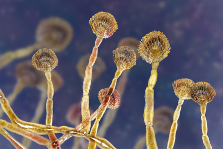 Fungus Aspergillus flavus, 3D illustration, a major producer of aflatoxin in crops, a potent carcinogenの写真素材