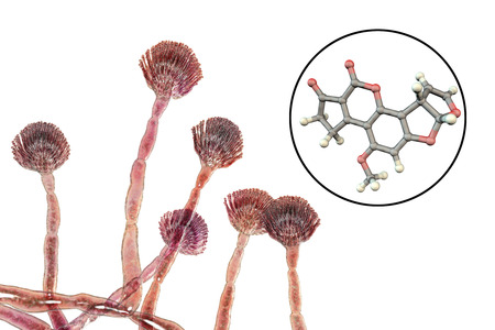 Fungi Aspergillus flavus producing Aflatoxin B1, a potent carcinogen, 3D illustration. These fungi...