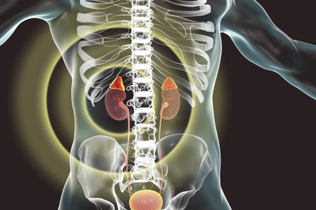 Kidney and adrenal glands highlighted inside human body, 3D illustration
