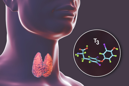 Molecule of triiodothyronine, T3, a hormone produced by thyroid gland, 3D illustrationの写真素材