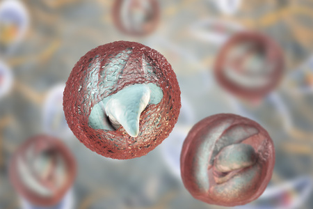 Release of sporozoites from Cryptosporidium parvum oocyst, 3D illustration. Cryptosporidium is a...