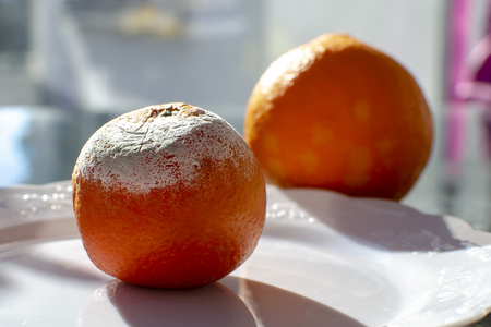 Rotten citrus. Penicillium mold on a mandarin fruit. Microscopic fungi producing penicillin antibioticの写真素材