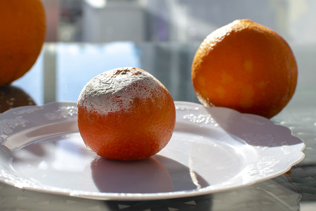 Rotten citrus. Penicillium mold on a mandarin fruit. Microscopic fungi producing penicillin antibioticの写真素材