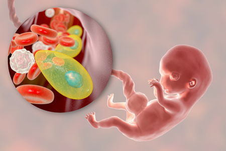 Transplacental transmission of Toxoplasma gondii parasites to human embryo, medical concept, 3D illustrationの写真素材