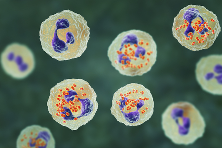 Bacteria Neisseria gonorrhoeae inside neutrophils, gonoccoccus, diplococci that cause sexually transmitted infection gonorrhea. 3D illustration. Incomplete phagocytosisの写真素材