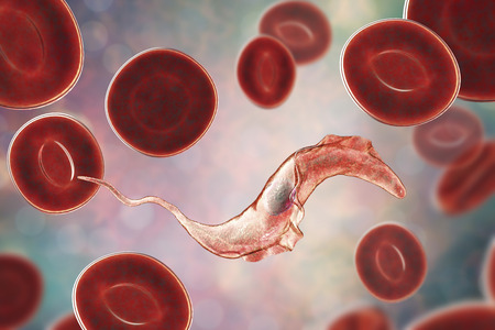 Trypanosoma cruzi parasite, 3D illustration. A protozoan that causes Chagas disease transmitted to humans by the bite of triatomine bugの写真素材