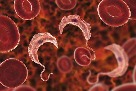 Trypanosoma brucei parasites, 3D illustration. A protozoan that is transmitted by tse-tse fly and causes African sleeping sicknessの写真素材