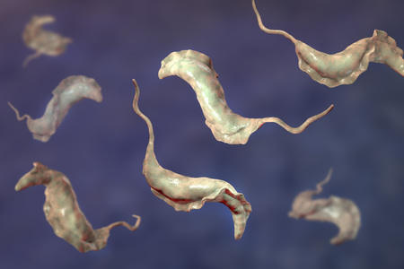 Trypanosoma cruzi parasites, 3D illustration. A protozoan that causes Chagas disease transmitted to humans by the bite of triatomine bugの写真素材
