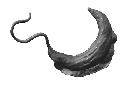 Trypanosoma brucei parasite, 3D illustration. A protozoan that is transmitted by tse-tse fly and...