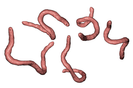Parasitic hookworm Ancylosoma, 3D illustration. Ancylostoma duodenale can infect humans, dogs and...