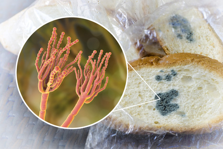 Mouldy bread and close-up view of Penicillium fungi, the causative agent of bread mould, photo and...