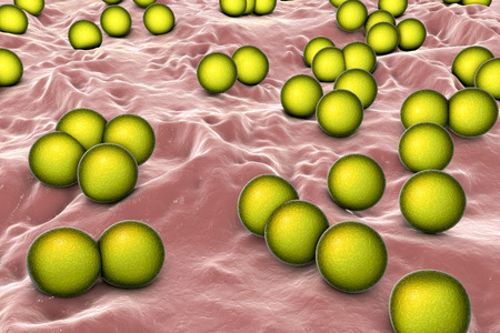 Bacteria Micrococcus luteus, 3D illustration. Gram-positive cocci arranged in tetrads or irregular...