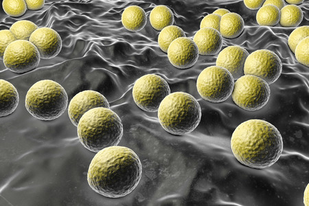 Bacteria Micrococcus luteus, 3D illustration. Gram-positive cocci arranged in tetrads or irregular...