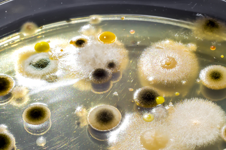 Colonies of different bacteria and mold fungi grown on Petri dish with nutrient agar, close-up view....