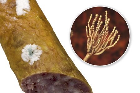 Colony of Penicillium mold on the surface of smoked sausage and closeup view of Penicillium fungus,...