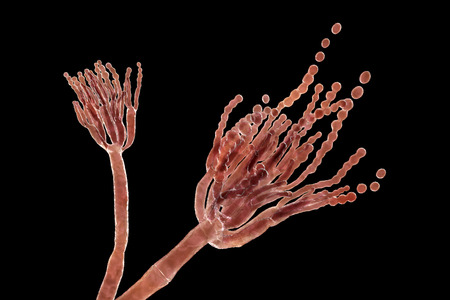 Fungi Penicillium roqueforti, a fungus used in the production of blue cheeses, 3D illustration