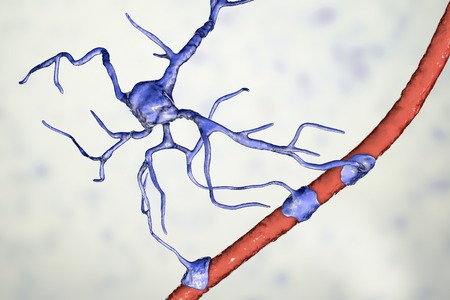 Astrocyte and blood vessel, 3D illustration. Astrocytes, brain glial cells, also known as astroglia,...