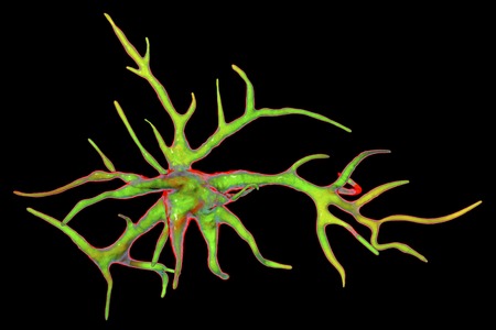 Astrocyte, a brain glial cell, 3D illustration. Astrocytes, also known as astroglia, connect...