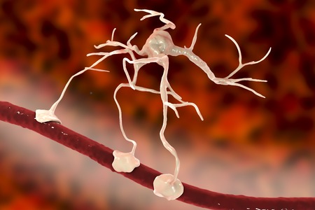 Astrocyte and blood vessel, 3D illustration. Astrocytes, brain glial cells, also known as astroglia,...