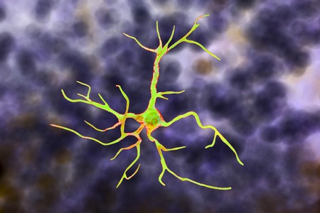 Astrocyte, a brain glial cell, 3D illustration. Astrocytes, also known as astroglia, connect...