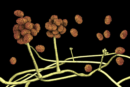 Stachybotrys chartarum mould, a toxic mould, a common fungi found in indoor air and causing...