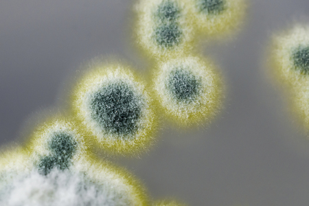 Colonies of Penicillium fungi grown on Sabouraud Dextrose Agar. Penicillium is a mold fungus that causes food spoilage, used in cheese production and produces antibiotic penicillinの写真素材
