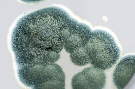 Colonies of Penicillium fungi grown on Sabouraud Dextrose Agar. Penicillium is a mold fungus that causes food spoilage, used in cheese production and produces antibiotic penicillinの写真素材