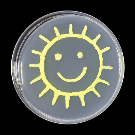 Sun, microbial art. Petri dish containing bacteria Micrococcus luteus that have been cultured on...