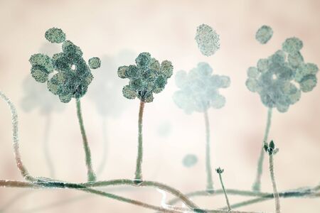 Stachybotrys chartarum mould, a toxic mould, a common fungi found in indoor air and causing...
